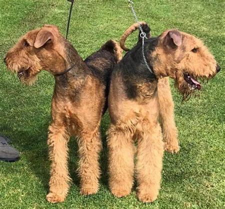 Airedale Terrier for sale by COTTINGLEY