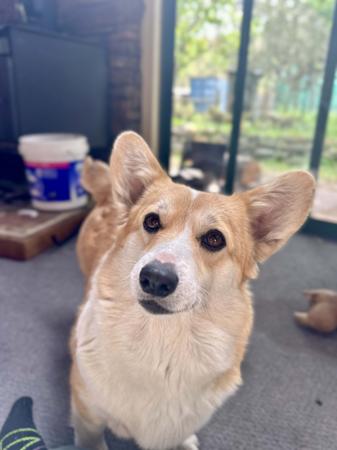 Welsh Corgi (Pembroke) for sale by CORGILY