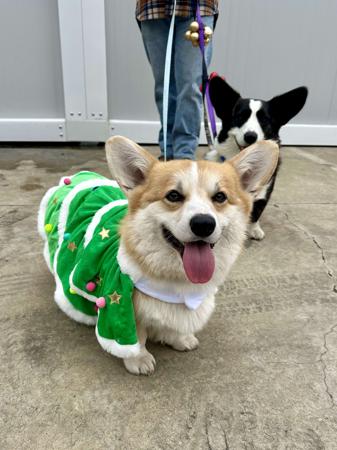 Welsh Corgi (Pembroke) for sale by CORGILY