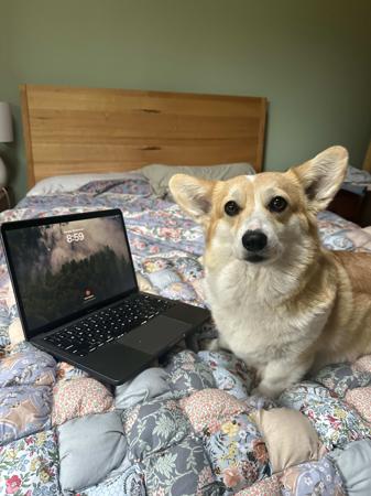 Welsh Corgi (Pembroke) for sale by CORGILY