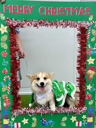 Welsh Corgi (Pembroke) for sale by CORGILY