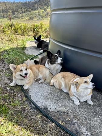 Welsh Corgi (Pembroke) for sale by CORGILY