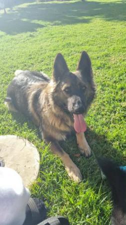 German Shepherd Dog for sale by WACHTER