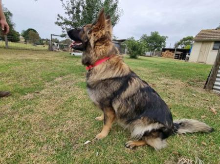 German Shepherd Dog for sale by WACHTER