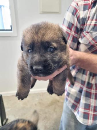 German Shepherd Dog for sale by WACHTER