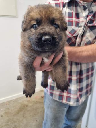 German Shepherd Dog for sale by WACHTER