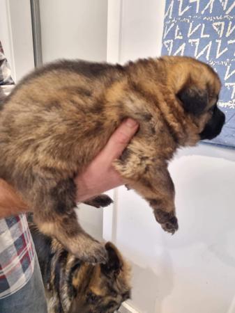 German Shepherd Dog for sale by WACHTER