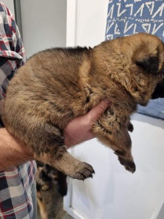 German Shepherd Dog for sale by WACHTER