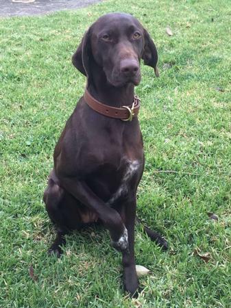 German Shorthaired Pointer for sale by SWIFTPOINT