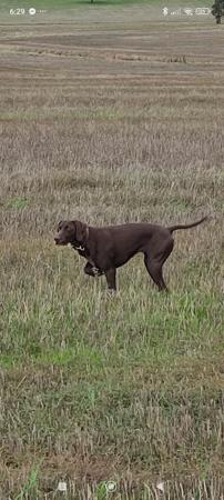 German Shorthaired Pointer for sale by SWIFTPOINT