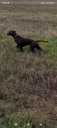 German Shorthaired Pointer for sale by SWIFTPOINT