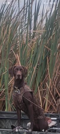German Shorthaired Pointer for sale by SWIFTPOINT