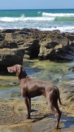 German Shorthaired Pointer for sale by SWIFTPOINT