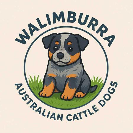 Australian Cattle Dog puppy for sale by WALIMBURRA
