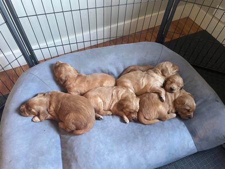 Golden Retriever for sale by CONRHENNY