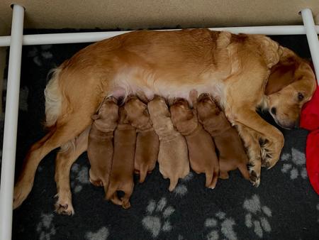 Golden Retriever for sale by CONRHENNY