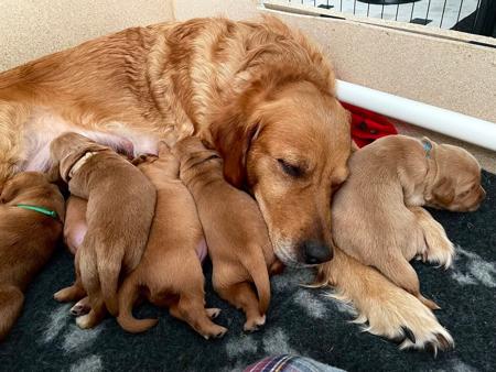 Golden Retriever for sale by CONRHENNY