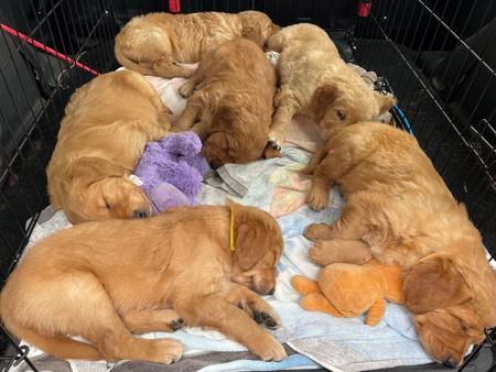 Golden Retriever for sale by CONRHENNY