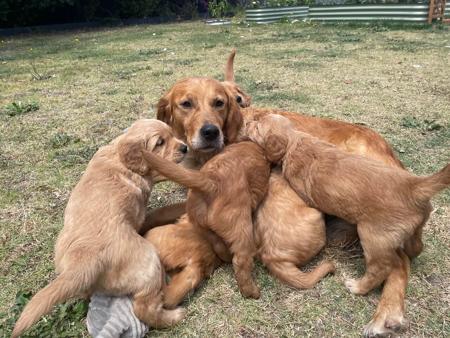 Golden Retriever for sale by CONRHENNY