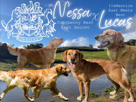 Golden Retriever puppy for sale by CONRHENNY