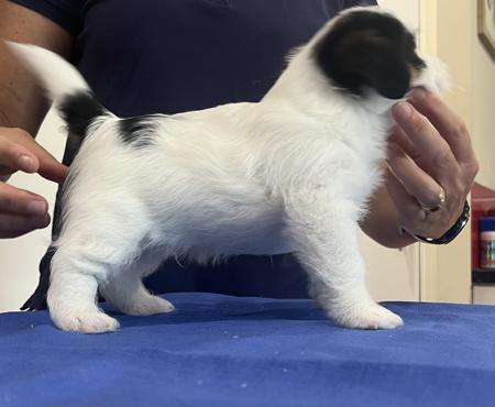 Jack Russell Terrier for sale by STACKAJACK