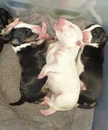 Bull Terrier for sale by ANABULLAE