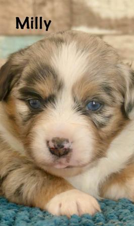 Miniature American Shepherd for sale by SOUTHERNSUNS