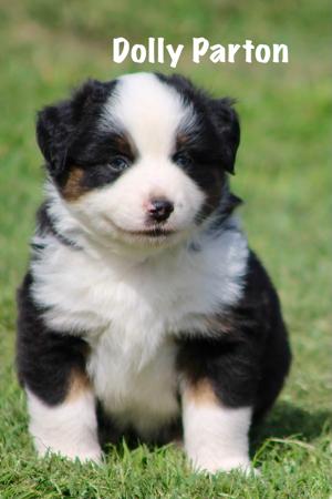 Miniature American Shepherd for sale by SOUTHERNSUNS