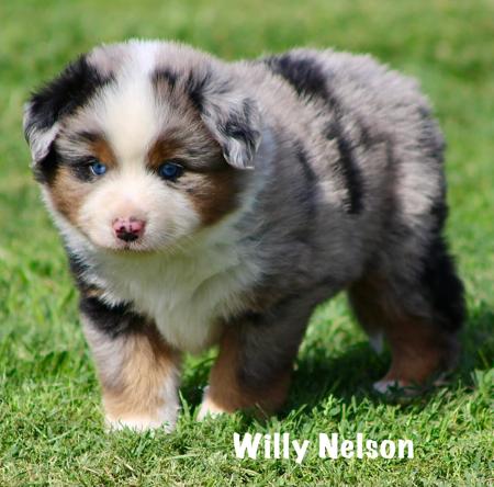 Miniature American Shepherd for sale by SOUTHERNSUNS