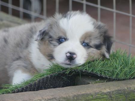 Miniature American Shepherd for sale by SOUTHERNSUNS