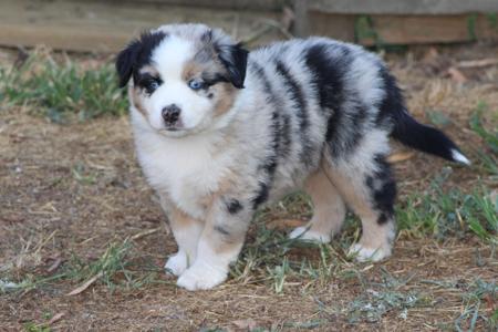 Miniature American Shepherd for sale by SOUTHERNSUNS