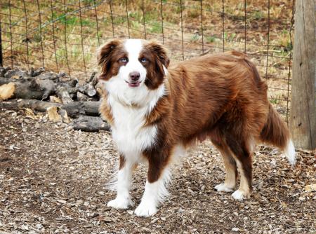 Miniature American Shepherd for sale by SOUTHERNSUNS