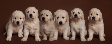 Golden Retriever for sale by CITSEJAM