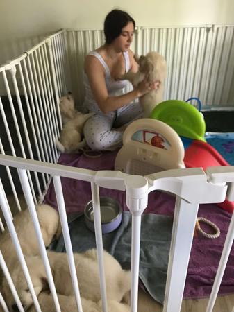 Golden Retriever for sale by CITSEJAM