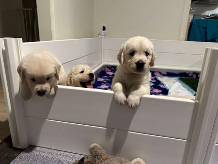 Golden Retriever for sale by CITSEJAM