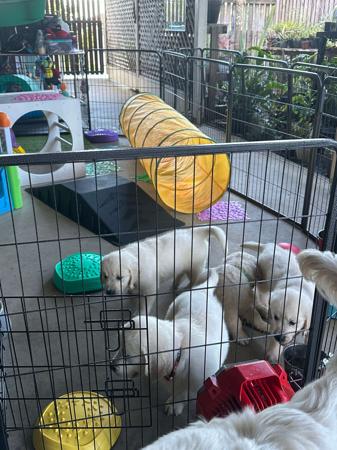 Golden Retriever for sale by CITSEJAM