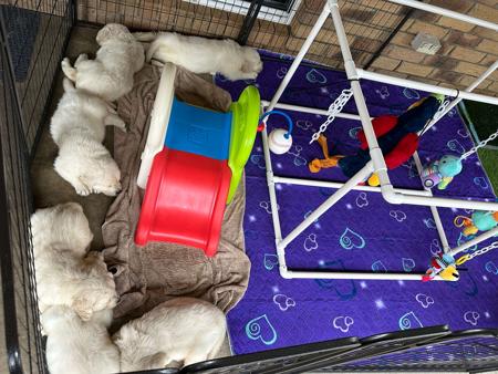 Golden Retriever for sale by CITSEJAM