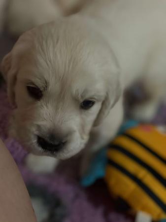 Golden Retriever puppy for sale by CITSEJAM