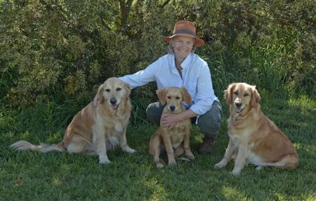 Golden Retriever for sale by NUTOUCH