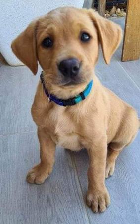 Labrador Retriever for sale by SHANSTAR