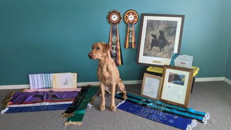 Labrador Retriever for sale by SHANSTAR