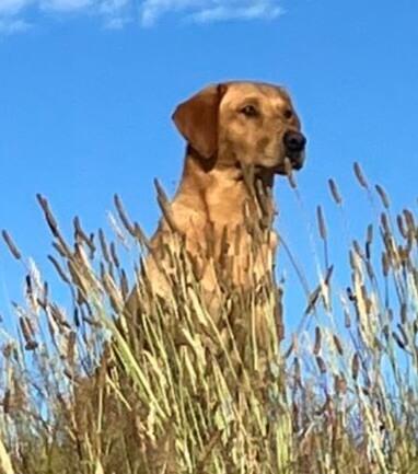 Labrador Retriever for sale by SHANSTAR