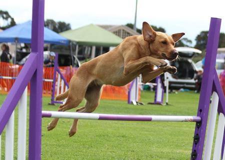 Labrador Retriever for sale by SHANSTAR