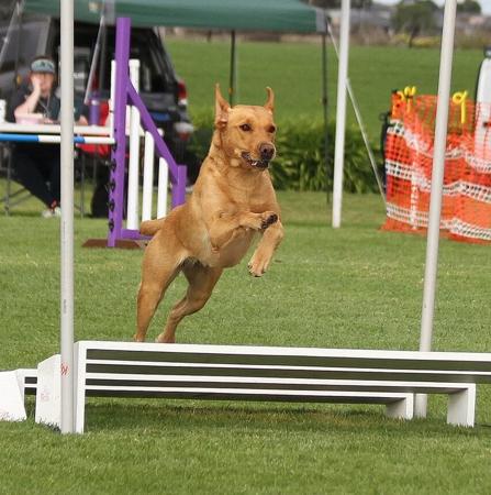 Labrador Retriever for sale by SHANSTAR