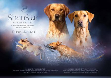 Labrador Retriever for sale by SHANSTAR