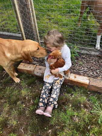 Labrador Retriever for sale by SHANSTAR