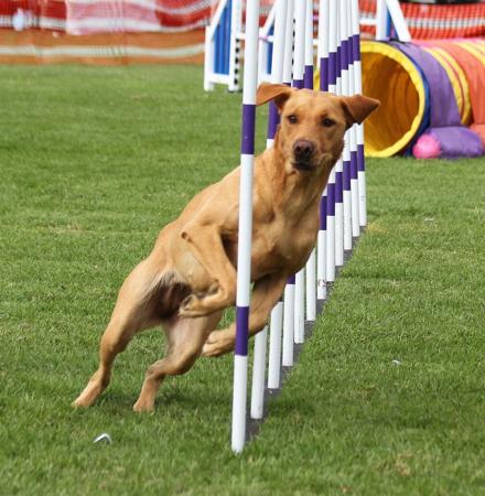 Labrador Retriever for sale by SHANSTAR