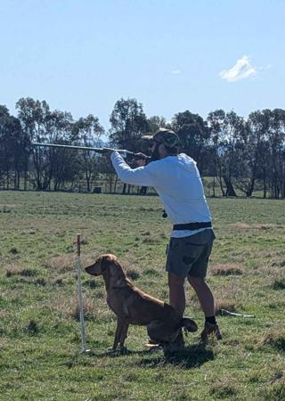 Labrador Retriever for sale by SHANSTAR