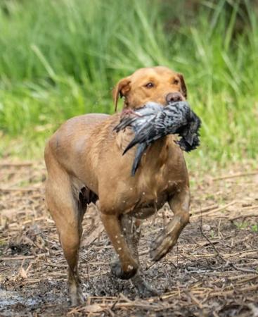 Labrador Retriever for sale by SHANSTAR