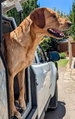 Labrador Retriever for sale by SHANSTAR